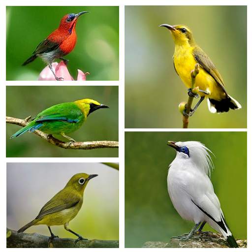 1000 Kicau Burung Lengkap 4.0