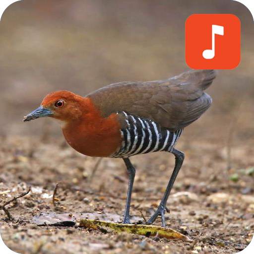 Slaty-legged Crake Bird Calls 1.0.3