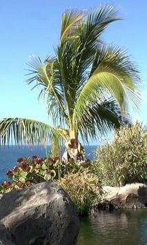 Palm tree at the seaside screenshot 2