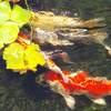 fish pond wallpaper 10.02