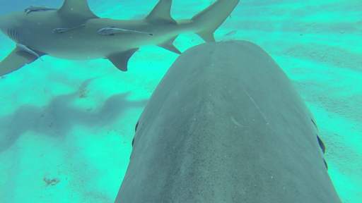 EarthFlip HD - Live HD Webcams Worldwide! screenshot 14