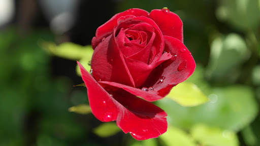 Rose Wallpapers screenshot 1