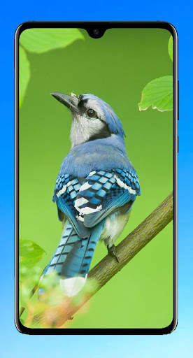 Bird Wallpaper HD screenshot 11