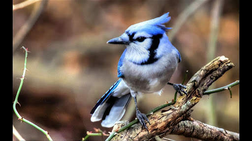 Blue Jay. Birds Wallpapers screenshot 1