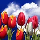 Flowers HD Free Live Wallpaper icon