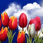 Flowers HD Free Live Wallpaper 2