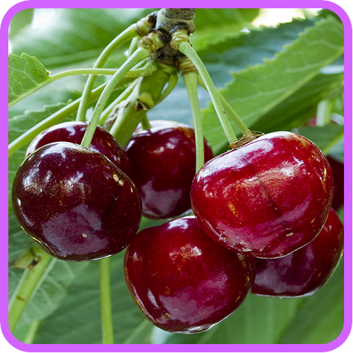 Cherry Recipes: Cherry cake, Cherry pie icon