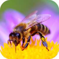 Bee Sounds icon