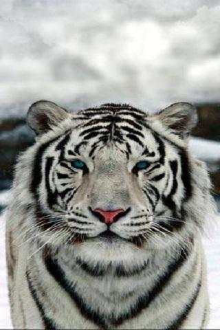 Tiger Wallpapers screenshot 2