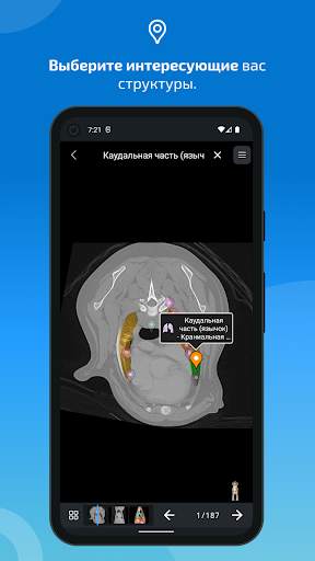 vet-Anatomy скриншот 4