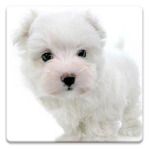 Dog Wallpapers! icon