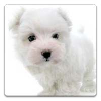 Dog Wallpapers! icon