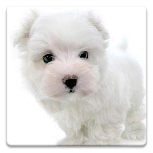 Dog Wallpapers! 5.9