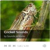 Cricket Sounds 1.4.2