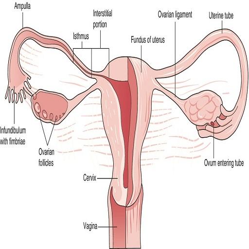 A-Z Gynecology Ultrasound Guide icon