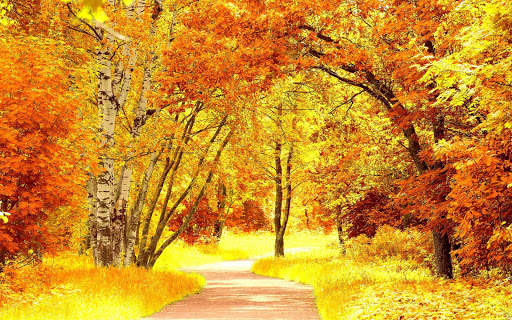 Autumn Wallpapers | hd backgrounds screenshot 16
