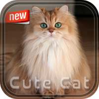 Cute Cat Photoc Frame