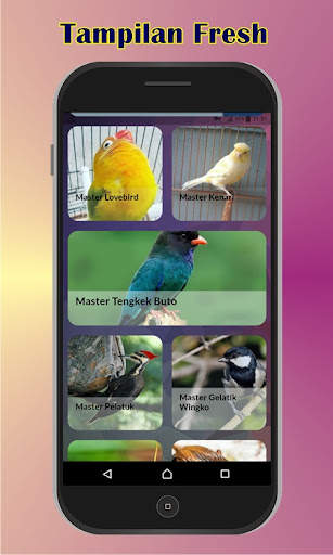 Master Burung Kasar screenshot 3