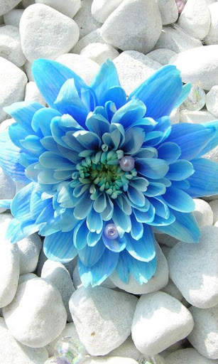Flowers Wallpaper HD screenshot 1