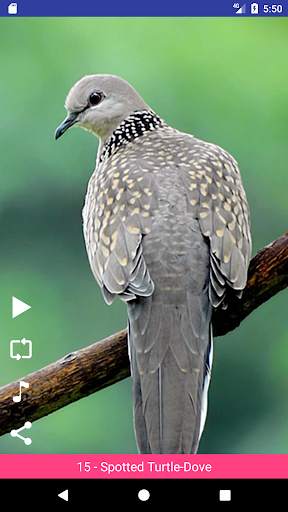 Bird Sounds स्क्रीनशॉट 4