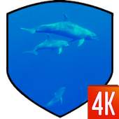 Dolphins Live Wallpaper 1.0