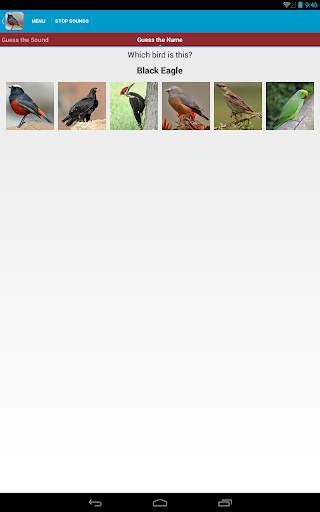Asian Birds Sounds Free screenshot 22