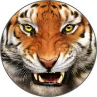 Tiger Sounds and Ringtone on 9Apps
