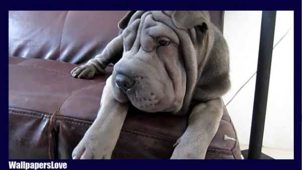 Shar Pei Wallpaper screenshot 4