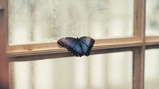 Butterfly Wallpapers HD & 4k Backgrounds screenshot 19