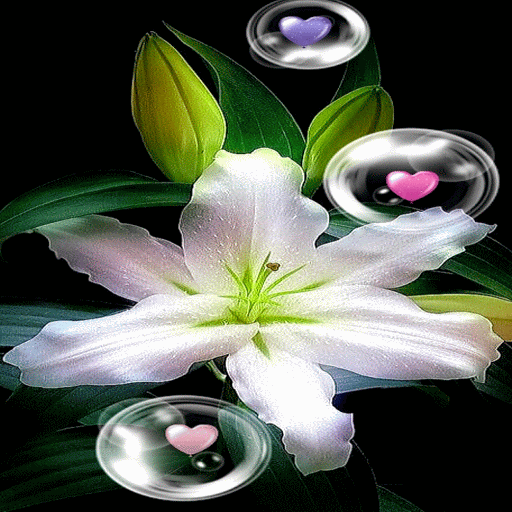 Hearts Bubble Live Wallpaper icon