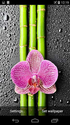 Orchid And Bamboo Wallpaper screenshot 3