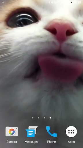 Cat Lick Screen Live Wallpaper screenshot 5