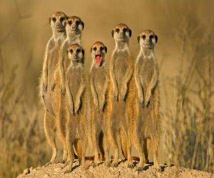 Funny Animal Pictures screenshot 1