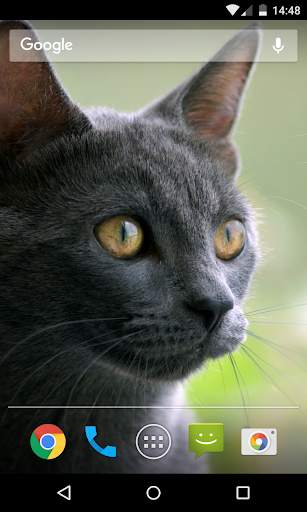 Wallpaper Cat screenshot 5