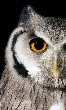 Owl Wallpapers screenshot 4