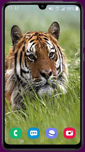 Royal Tiger Wallpaper HD 5 تصوير الشاشة