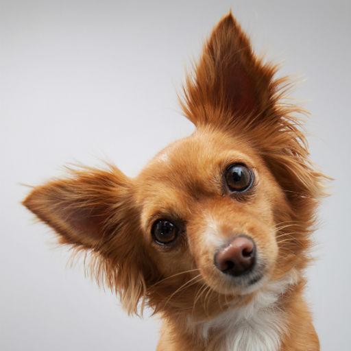 Dog sounds icon