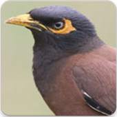 Indian Myna Sound : Indian Myna Bird Song 1.0