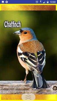 Birds Sounds and Ringtons screenshot 6