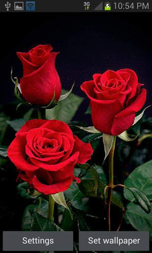 Beautiful Roses LWP screenshot 1