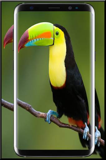 Beautiful Birds Wallpaper screenshot 1
