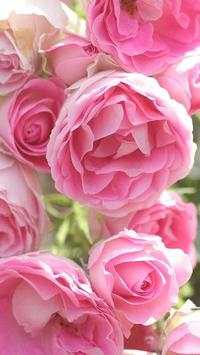Pion Wallpapers 2 تصوير الشاشة