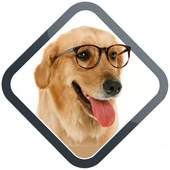 Dog Training Apps 2