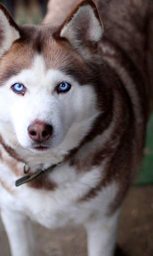 Husky Live Wallpaper (wallpapers & backgrounds) screenshot 2