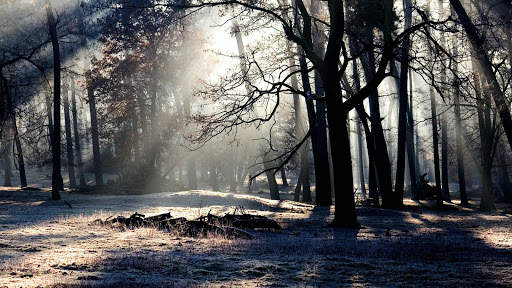 Forest Live Wallpaper screenshot 10