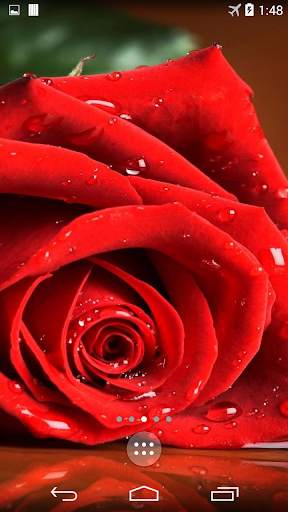 Red Rose 4K Live Wallpaper screenshot 1