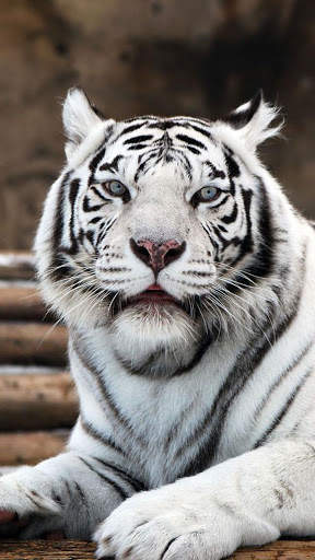 White Tiger Wallpapers 6 تصوير الشاشة