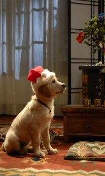 Christmas Dogs Cats wallpaper screenshot 2