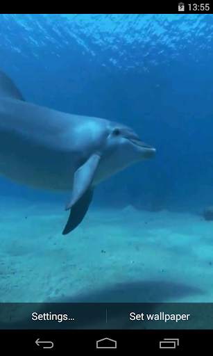 Dolphins Video Live Wallpaper screenshot 1