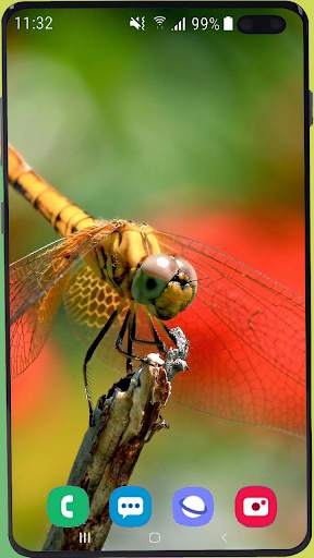 Dragonfly Wallpaper Best HD screenshot 7